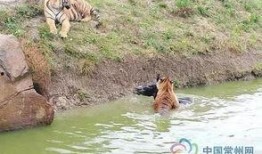 江苏动物园爆料案件最新,惊现动物虐待黑幕，真相令人震惊！